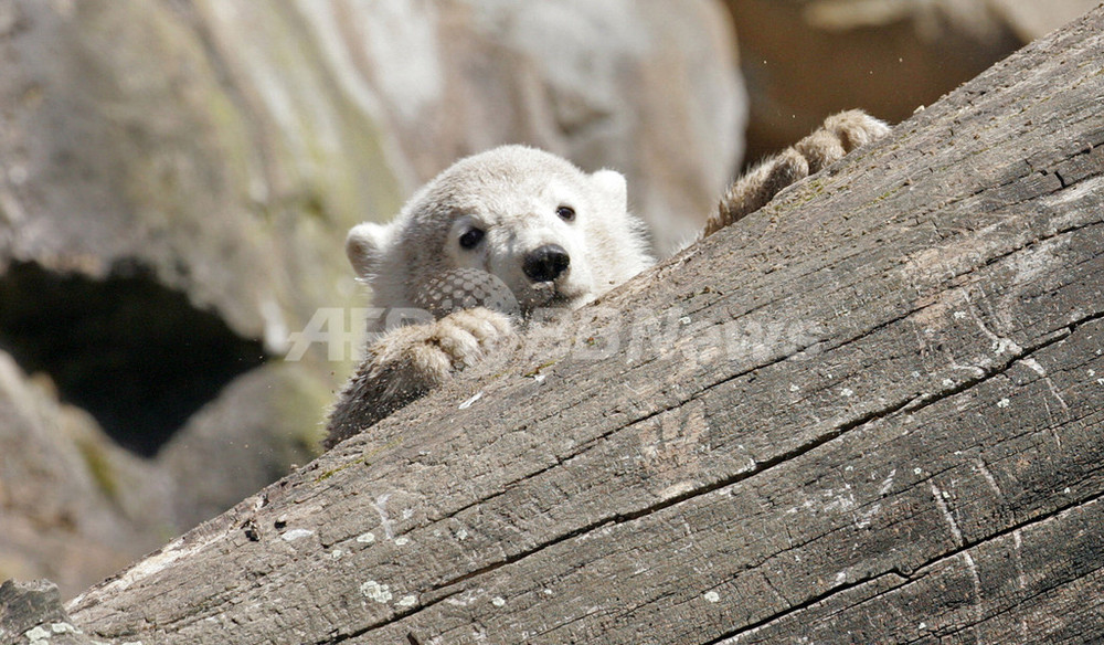 img_efff952c9248e3cc065b3dd421