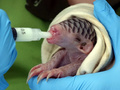 生まれたばかりのセンザンコウの赤ちゃん。台湾の台北市立動物園で。同園提供（撮影日不明、2020年9月24日公開）。(c)AFP PHOTO / TAIPEI ZOO