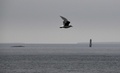 北海道根室市の納沙布岬を飛ぶ鳥（2018年10月11日撮影）。(c)Kazuhiro NOGI / AFP