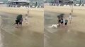 韓国・釜山の海水浴場でリードなしの大型犬が小型犬に突進…飼い主は着用勧告を拒否