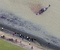 オランダ・テセル島の海岸に打ち上げられたマッコウクジラ（2016年1月14日撮影）。(c)AFP/ANP/Dutchphoto