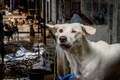 タイ・バンコクの郊外にある野良犬の保護施設に収容され、目を傷めた犬（2020年4月6日撮影）。(c)Mladen ANTONOV / AFP