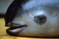 メキシコ・ソノラ州のサンタクララ湾で、トトアバの漁で一緒に捕獲されたコガシラネズミイルカ（1992年2月撮影）。(c)AFP/WWF/OMAR VIDAL