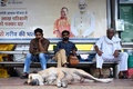 インドの首都ニューデリーのバス停で寝転ぶ野良犬（2023年8月4日撮影）。(c)Money SHARMA / AFP