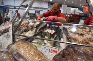 オーストラリアで魚の数が大幅減少、20センチ超の種では3割減 研究