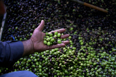 オリーブオイルが血圧を下げる仕組みを解明、英米研究