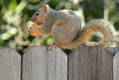 米ヨセミテ国立公園のキャンプ場一時閉鎖、リスの死骸からペスト
