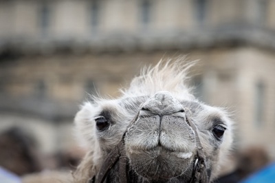 【今日の1枚】パリ郊外でラクダ科のパレード、都市部では禁止!? 仏