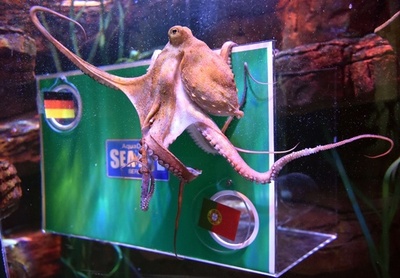 タコがW杯勝敗占い、ドイツの初戦勝利を予言