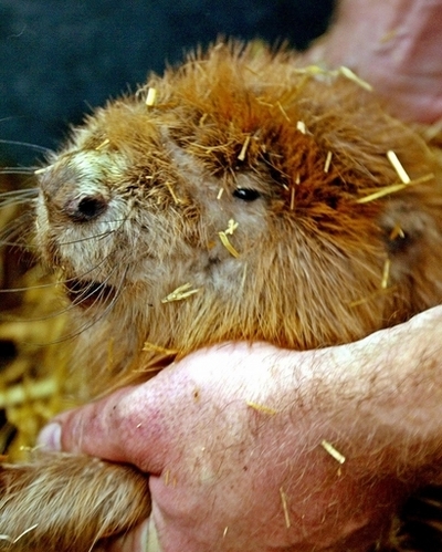 大迷惑の逃亡ビーバー、「ハニー・トラップ」作戦で捕獲へ 英国