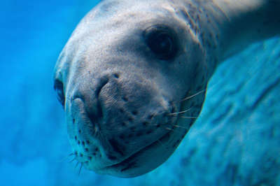 豪タロンガ動物園に新施設オープン