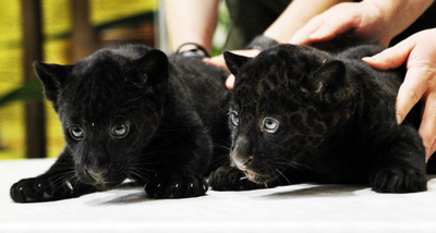ぬいぐるみみたい！クロヒョウの赤ちゃん ロシア
