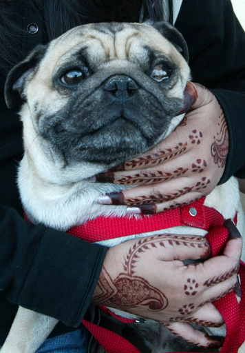 インディアン・ナショナル・ケンネルクラブ主催のドッグショー開催