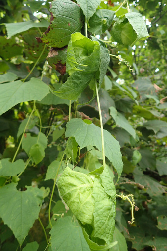 つる植物の特異な「葉の温室」 91歳の自然ボランティアが発見 山形