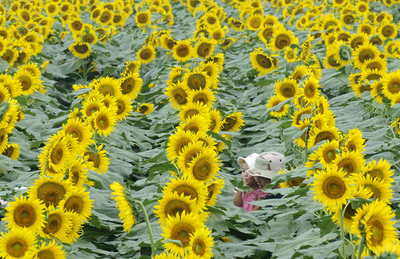 ヒマワリを福島に、土壌の浄化目指し種送る活動