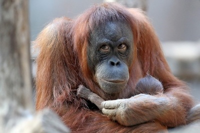 オランウータンのお母さん、赤ちゃんをギュッと抱っこ ドイツ