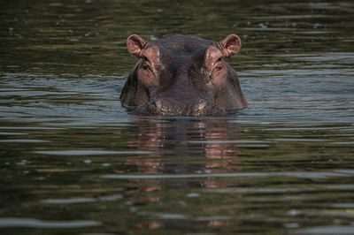 カバに衝突しボート転覆 1人死亡、23人不明 マラウイ