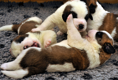 元気に遊ぶセントバーナードの赤ちゃん、スイス