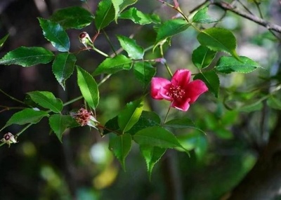 絶滅寸前の植物「亮葉月季」、貴州省で発見