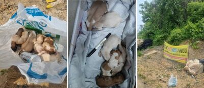韓国・捨てられたゴミ袋が動いている…中に「目も開かない子犬7匹」の驚愕