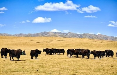 絶滅危惧種であるチベット牛のクローン種が誕生 世界初