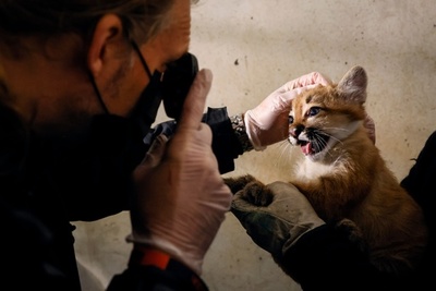【今日の1枚】健診がんばる、ピューマの赤ちゃん