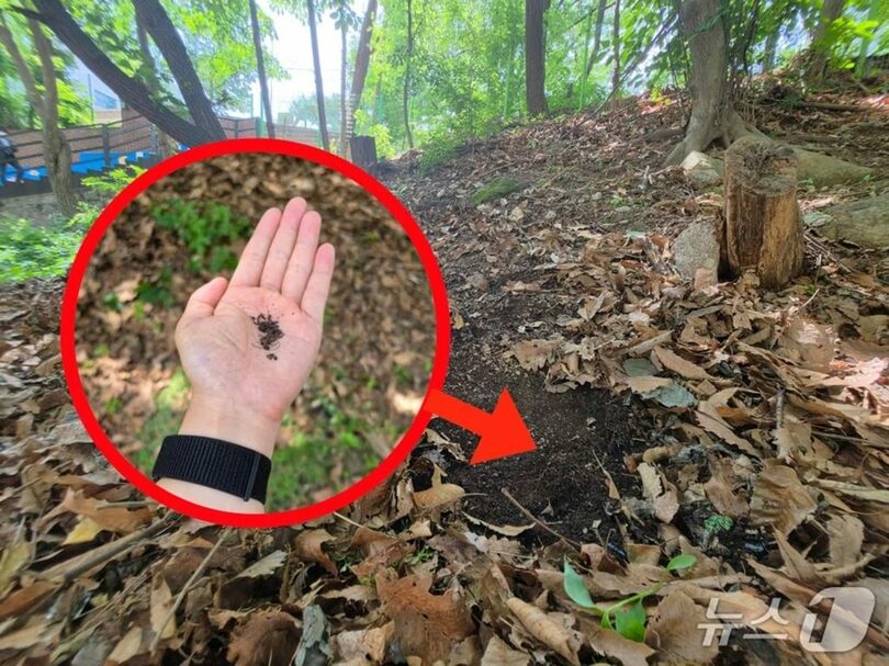 ソウル市蘆原区の仏岩山登山道付近で落ち葉をめくると、ラブバグの幼虫が確認された(c)news1
