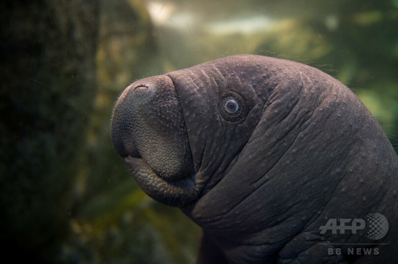 マナティーの赤ちゃん誕生、生後11日 仏動物園
