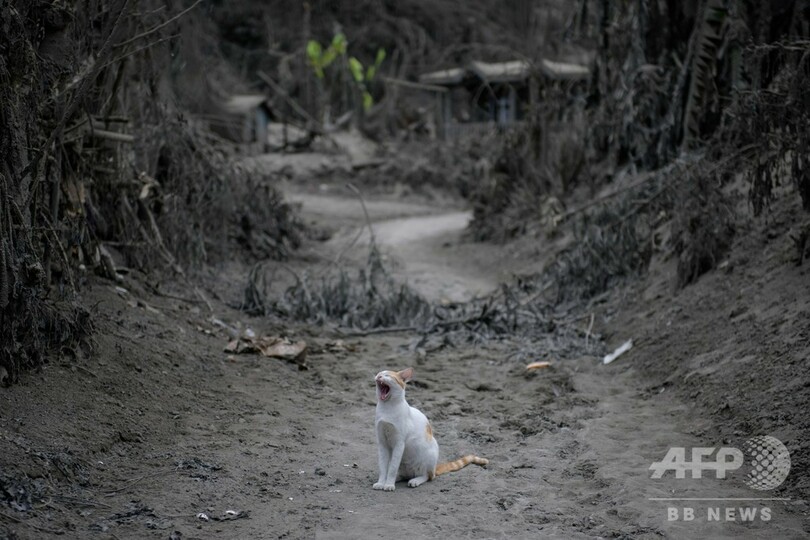 【写真特集】フィリピン・タール火山噴火