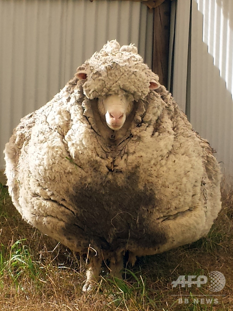 毛が伸びすぎた羊のクリス 老衰で死ぬ 豪 写真1枚 国際ニュース Afpbb News