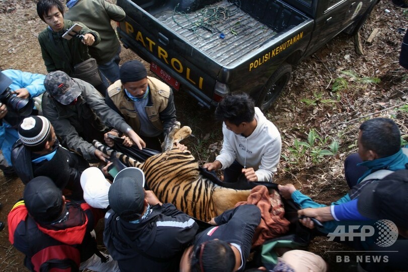 スマトラトラの死骸発見相次ぐ、毒殺か インドネシア