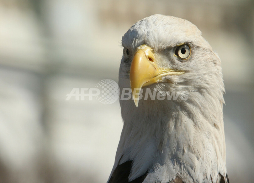 米国鳥ハクトウワシ 絶滅危惧種から外される 写真11枚 国際ニュース Afpbb News