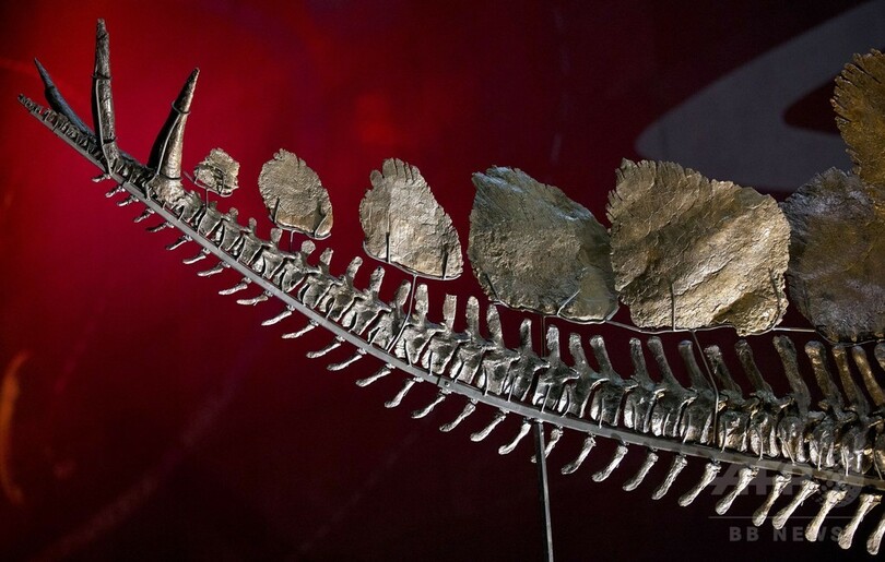 希少なステゴサウルスの全身骨格標本、英博物館で公開