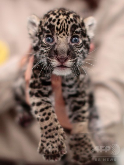 赤ちゃんジャガー すくすく成長中 メキシコ 写真18枚 国際ニュース Afpbb News