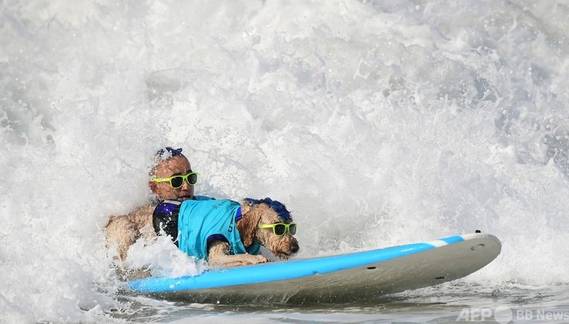 米カリフォルニアで犬のサーフィン大会 波乗りは お手 のもの 写真18枚 国際ニュース Afpbb News