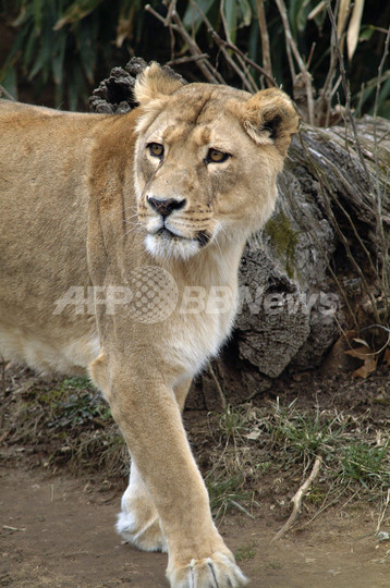 スミソニアン国立動物園のメスライオンが死亡、推定18歳 スミソニアン国立動物園のメスライオンが死亡、推定18歳