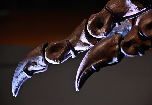 T・レックスの化石、33.6億円で落札 過去最高 写真9枚 国際ニュース