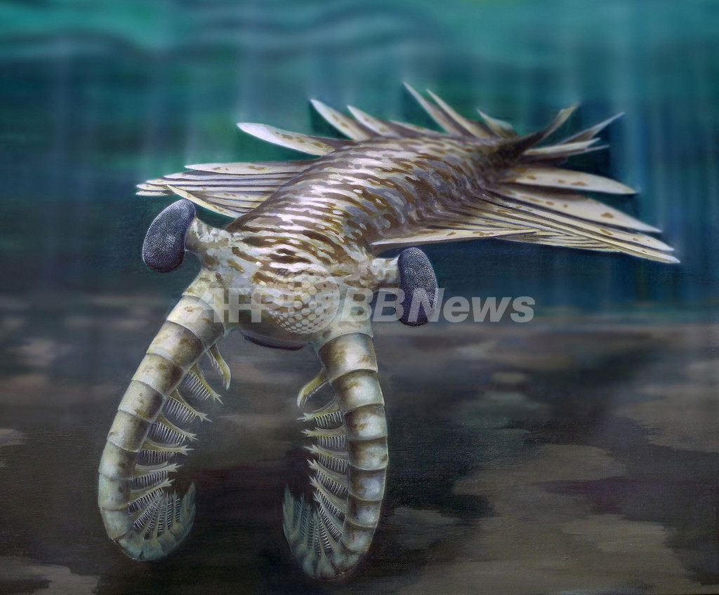 古代の海に生きたアノマロカリス 優れた複眼で生物の頂点に君臨 写真1枚 国際ニュース Afpbb News