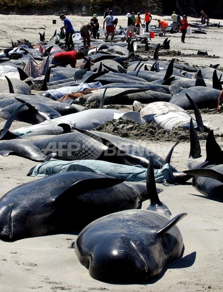 ニュージーランド南島でクジラ90頭が座礁 ニュージーランド南島でクジラ90頭が座礁