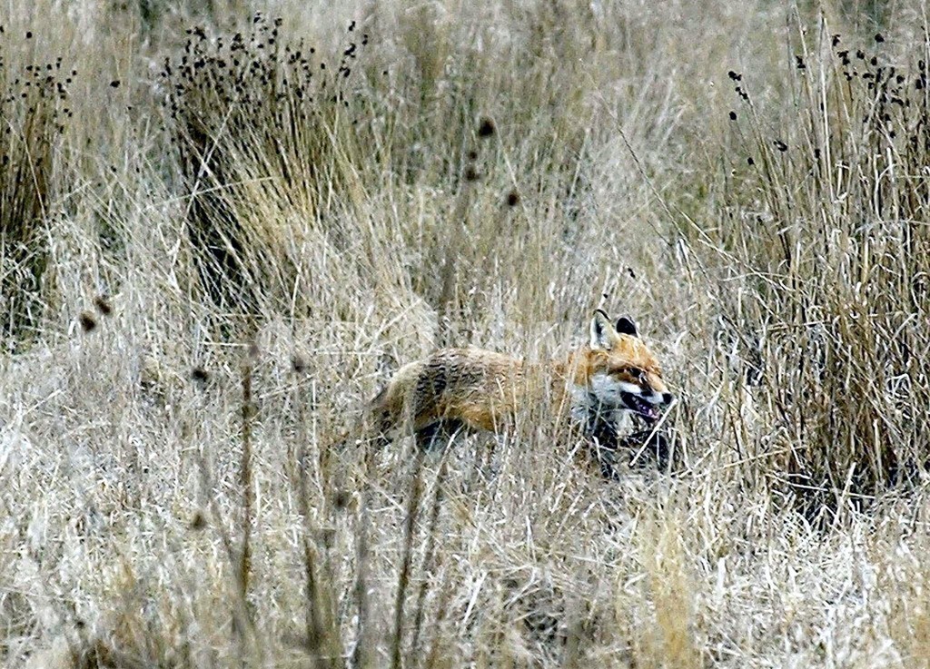 キツネにかまれた女性、そのまま1.6キロ走る?! 米 キツネにかまれた女性、そのまま1.6キロ走る?! 米