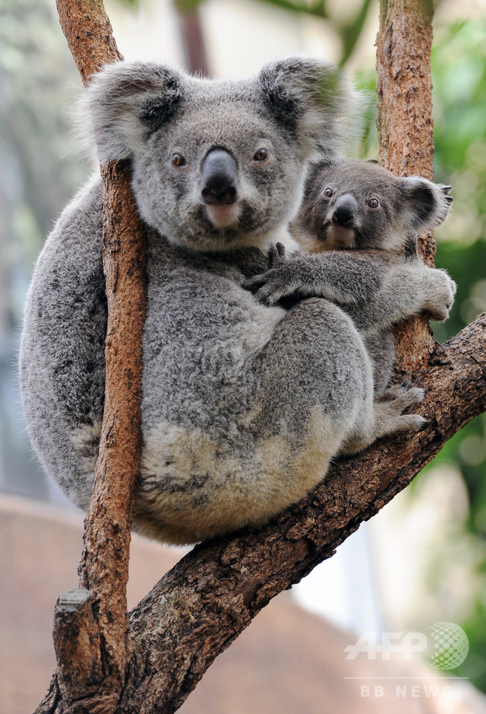 何者かがユーカリの森伐採 コアラ数十匹を安楽死 豪州 写真1枚 国際ニュース Afpbb News