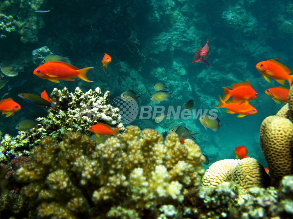 色鮮やか 紅海さんご礁の熱帯魚 写真8枚 国際ニュース Afpbb News