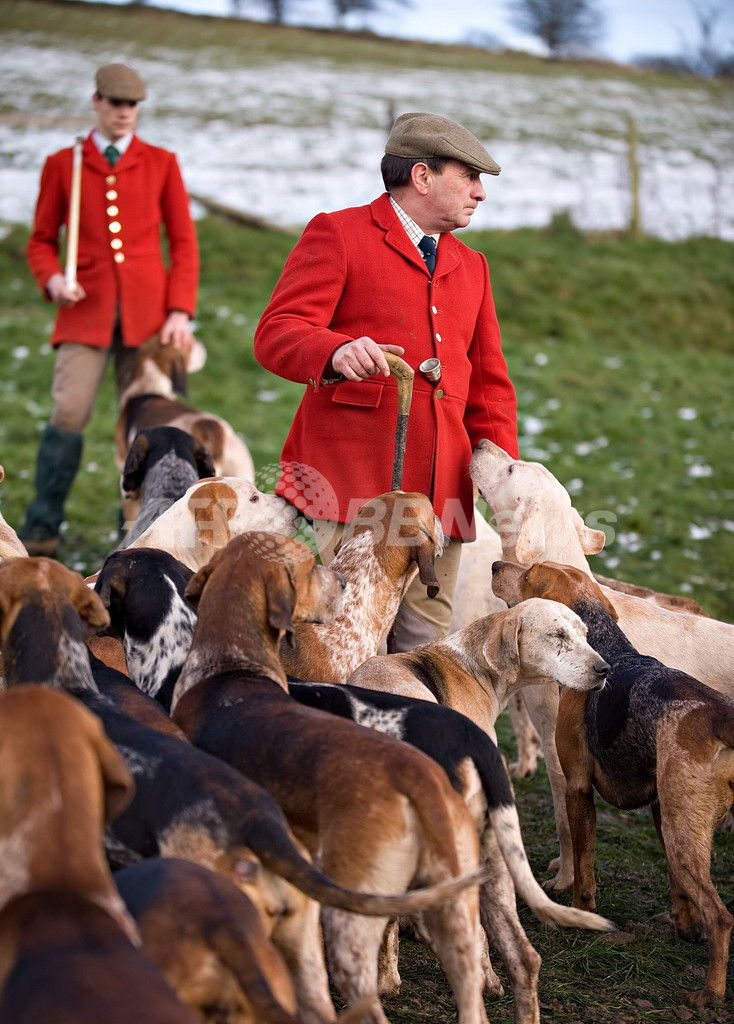 伝統のキツネ狩り、ボクシングデーだけ継続 英国 写真16枚 国際ニュース:AFPBB News