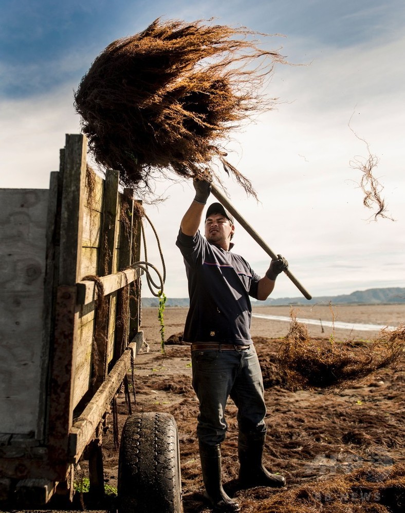 アガーの原材料「オゴノリ」養殖、日本にも輸出 チリ 写真24枚 国際ニュース：AFPBB News