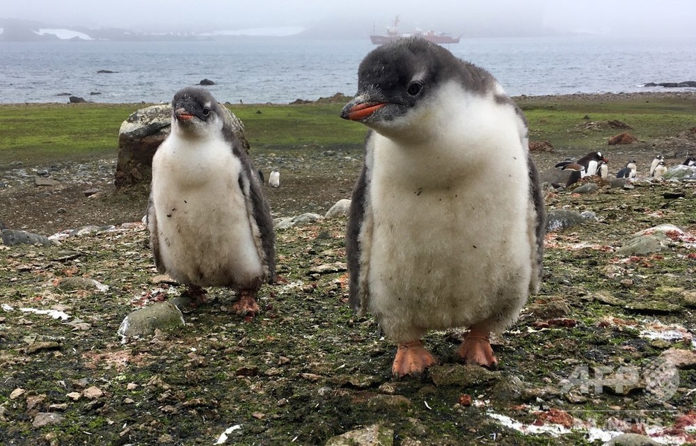 写真特集】世界のペンギン大集合 写真77枚 国際ニュース：AFPBB News