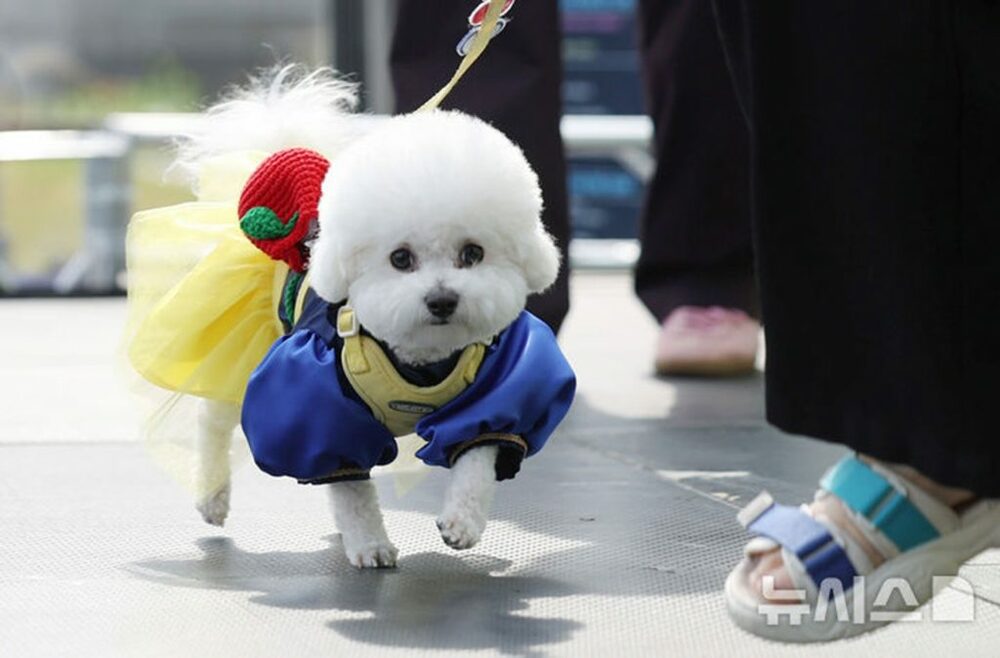 韓国で犬猫の飲食店同伴を条件付き解禁へ…外食業界、訴訟リスク懸念　写真枚　国際ニュース：AFPBB News