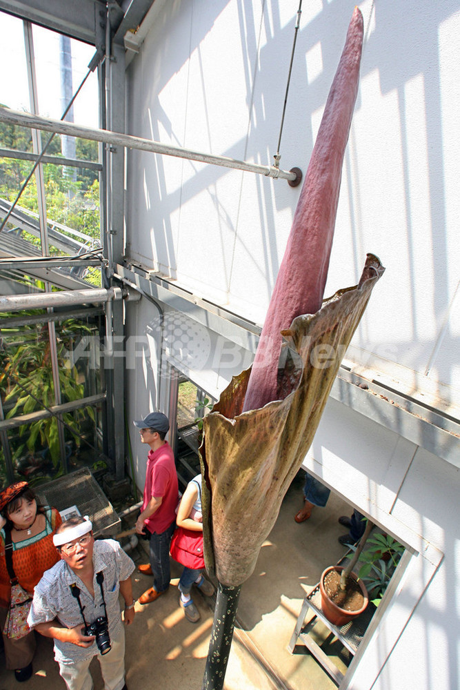 「アモルフォファルス・ギガス」が開花、小石川植物園で一般公開