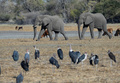 ボツワナ・マウン郊外を歩くゾウ（2019年9月28日撮影）。(c)MONIRUL BHUIYAN / AFP