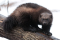 フランス東部ロドの動物園で飼育されているクズリ（2016年1月28日撮影、資料写真）。(c)FREDERICK FLORIN / AFP