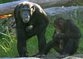 チンパンジーの家族。豪シドニーの動物園で（2008年3月4日撮影、資料写真）。(c)ANOEK DE GROOT / AFP
